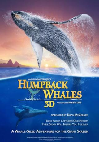 فيلم Humpback Whales 2015 مترجم