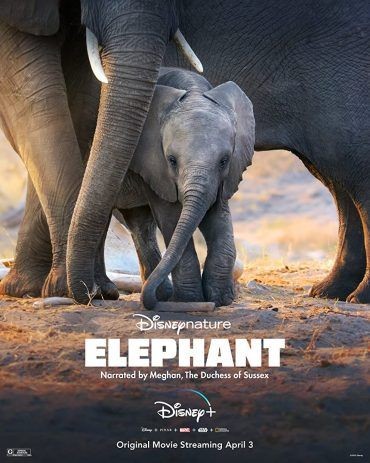  مشاهدة فيلم Elephant 2020 مترجم