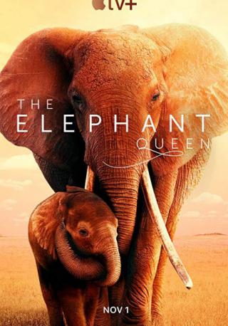 فيلم The Elephant Queen 2019 مترجم