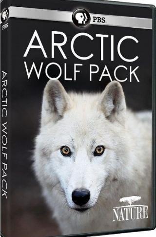 فيلم PBS Nature Arctic Wolf Pack 2018 مترجم