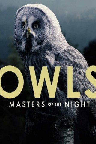 فيلم Owls: Masters of the Night 2020 مترجم