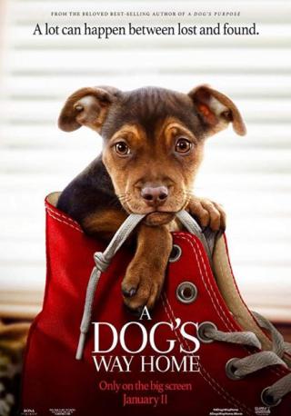 فيلم A Dog’s Way Home 2019 مترجم