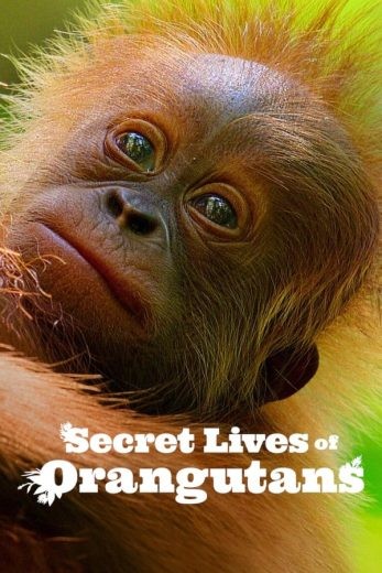  مشاهدة فيلم Secret Lives of Orangutans 2024 مترجم